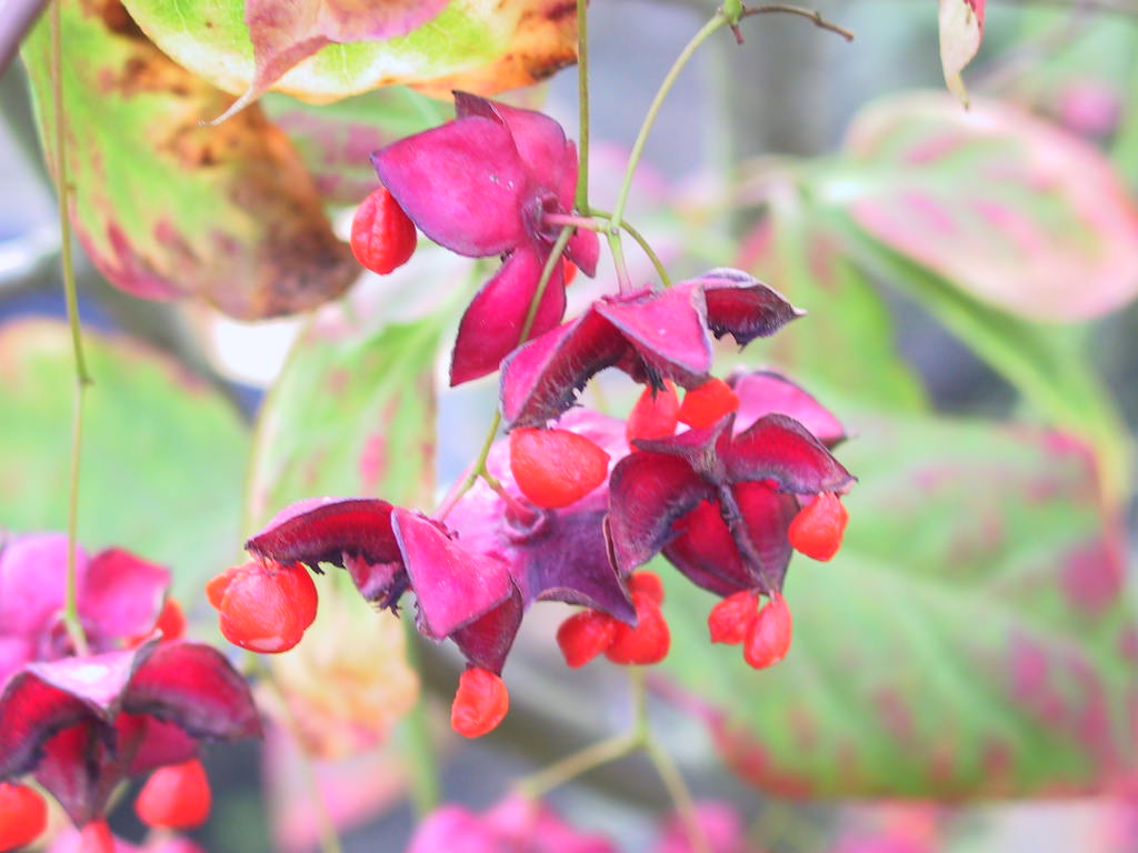 Euonymus planipes - Beeren 1.jpg
